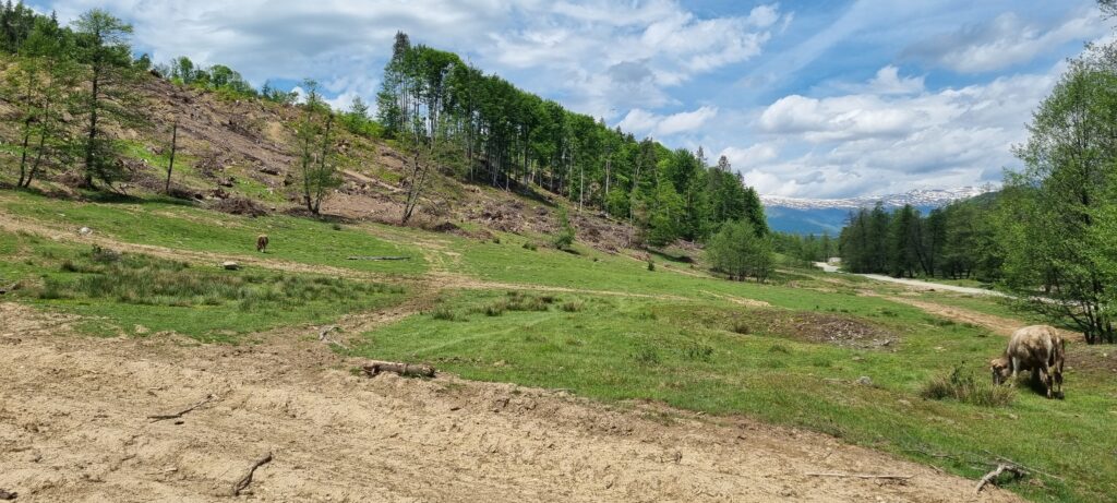 Just out: The New Wild East: Commodifying Wilderness and the opening of Europe's Green Frontiers Timber frontier in Eastern Europe