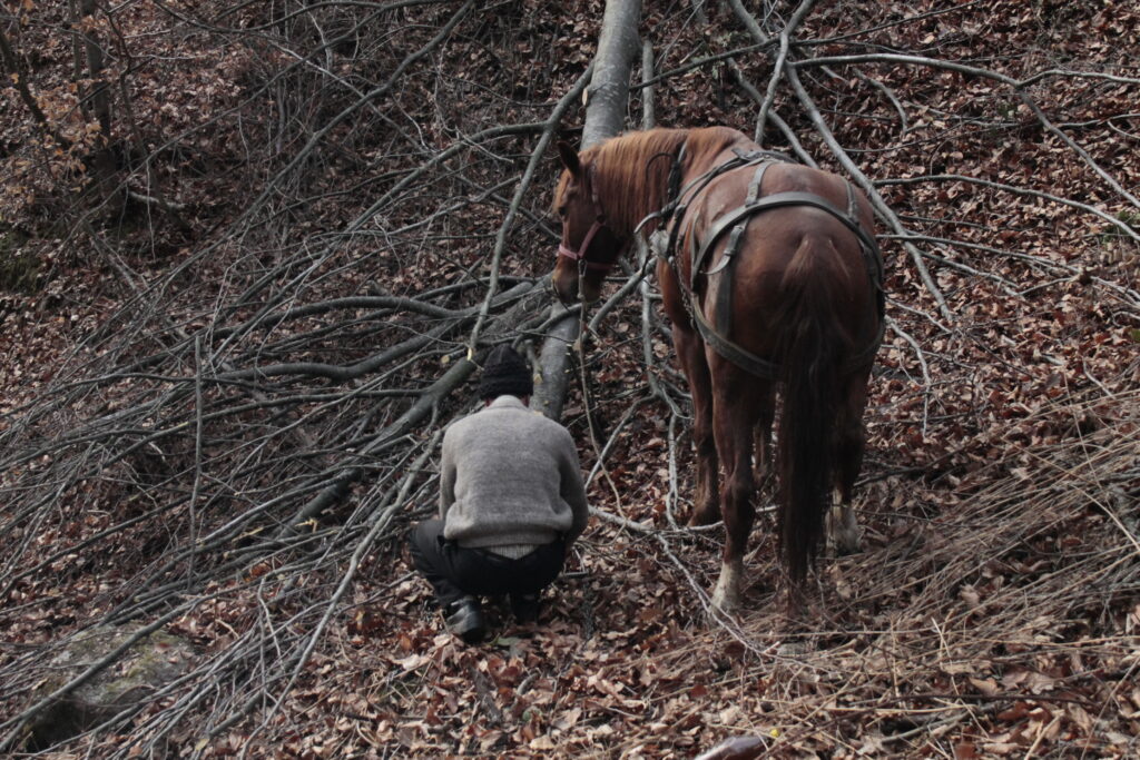 New publication: Environmental Injustice in the Political Forests of Romania Traditional logging with horses in Fagaras Mountains